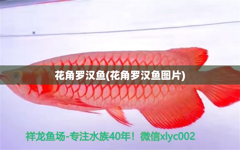 花角羅漢魚(花角羅漢魚圖片)