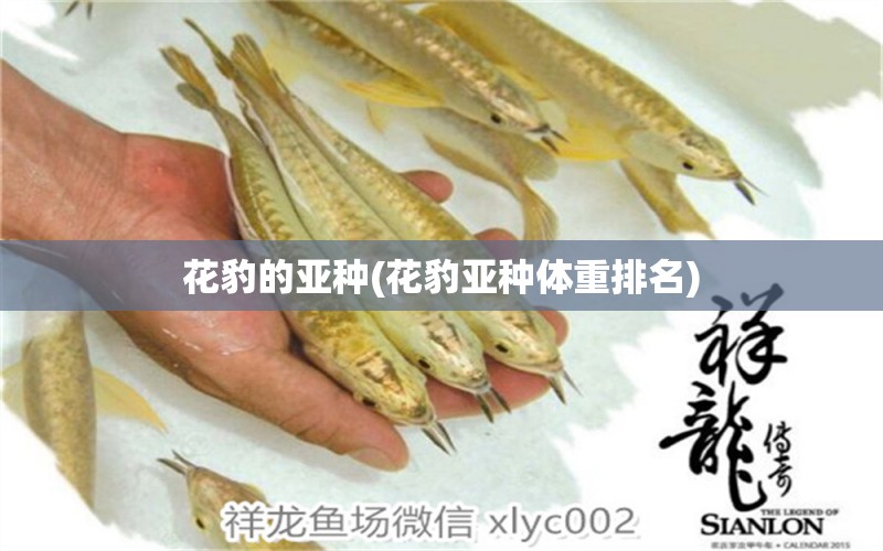 花豹的亞種(花豹亞種體重排名) 泰國虎魚