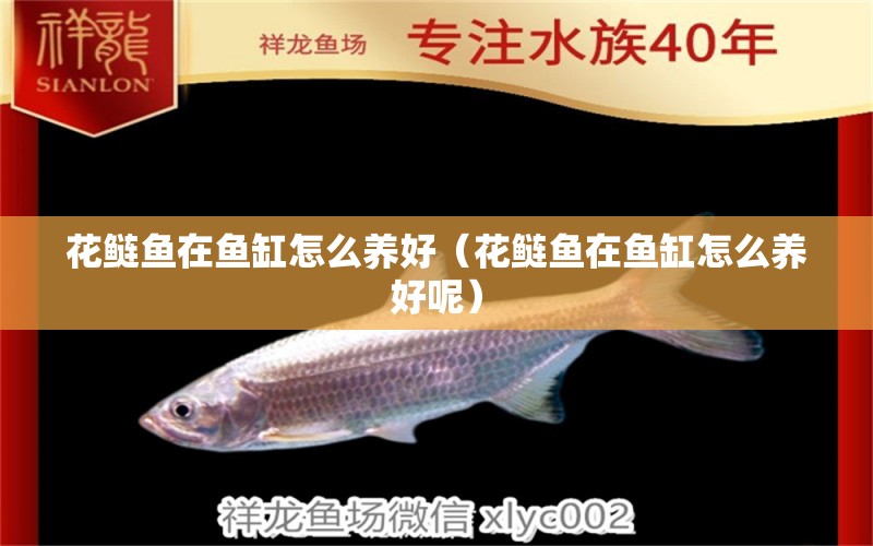 花鰱魚(yú)在魚(yú)缸怎么養(yǎng)好（花鰱魚(yú)在魚(yú)缸怎么養(yǎng)好呢）