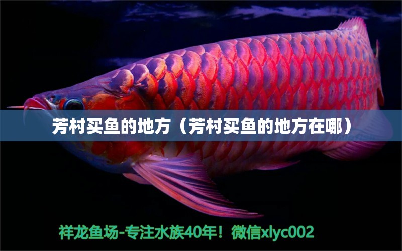 芳村買魚的地方（芳村買魚的地方在哪） 廣州水族批發(fā)市場