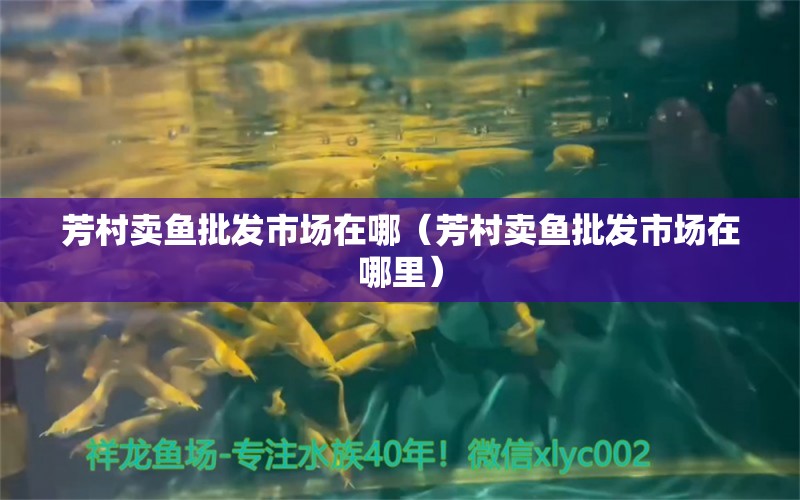 芳村賣魚批發(fā)市場在哪（芳村賣魚批發(fā)市場在哪里）