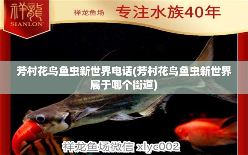 芳村花鳥(niǎo)魚(yú)蟲(chóng)新世界電話(芳村花鳥(niǎo)魚(yú)蟲(chóng)新世界屬于哪個(gè)街道) 觀賞魚(yú)批發(fā)