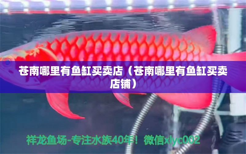 蒼南哪里有魚缸買賣店（蒼南哪里有魚缸買賣店鋪）