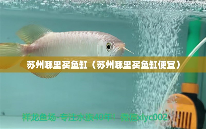 蘇州哪里買(mǎi)魚(yú)缸（蘇州哪里買(mǎi)魚(yú)缸便宜）