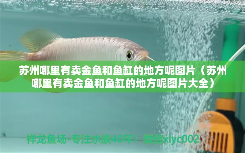 蘇州哪里有賣金魚和魚缸的地方呢圖片（蘇州哪里有賣金魚和魚缸的地方呢圖片大全） 祥龍水族醫(yī)院