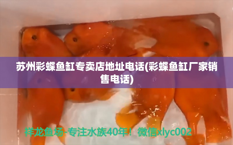 蘇州彩蝶魚缸專賣店地址電話(彩蝶魚缸廠家銷售電話) 印尼四紋虎 第1張