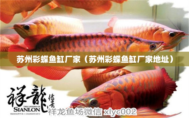 蘇州彩蝶魚缸廠家（蘇州彩蝶魚缸廠家地址） 元寶鳳凰魚