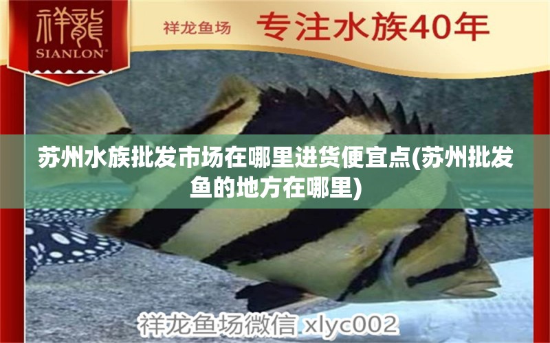 蘇州水族批發(fā)市場在哪里進貨便宜點(蘇州批發(fā)魚的地方在哪里) 觀賞魚水族批發(fā)市場