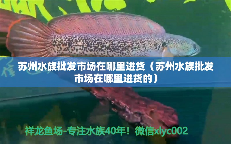 蘇州水族批發(fā)市場(chǎng)在哪里進(jìn)貨（蘇州水族批發(fā)市場(chǎng)在哪里進(jìn)貨的） 觀(guān)賞魚(yú)水族批發(fā)市場(chǎng)