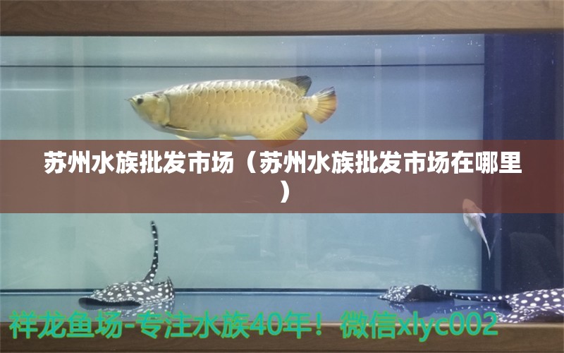 蘇州水族批發(fā)市場（蘇州水族批發(fā)市場在哪里） 觀賞魚水族批發(fā)市場