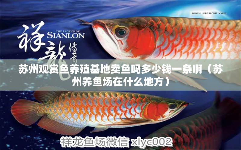 蘇州觀賞魚養(yǎng)殖基地賣魚嗎多少錢一條?。ㄌK州養(yǎng)魚場(chǎng)在什么地方） 委內(nèi)瑞拉奧里諾三間魚