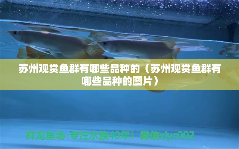 蘇州觀賞魚群有哪些品種的（蘇州觀賞魚群有哪些品種的圖片） 全國水族館企業(yè)名錄