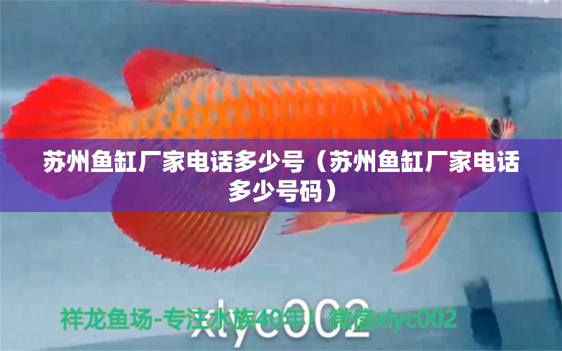 蘇州魚缸廠家電話多少號（蘇州魚缸廠家電話多少號碼） 廣州水族器材濾材批發(fā)市場