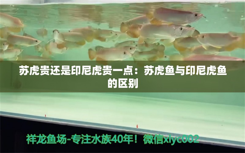 蘇虎貴還是印尼虎貴一點(diǎn)：蘇虎魚(yú)與印尼虎魚(yú)的區(qū)別 蘇虎 第2張