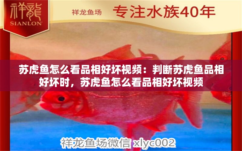 蘇虎魚怎么看品相好壞視頻：判斷蘇虎魚品相好壞時，蘇虎魚怎么看品相好壞視頻 蘇虎 第2張