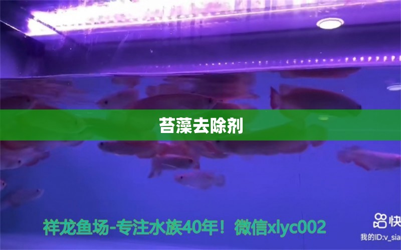 苔藻去除劑 廣州水族器材濾材批發(fā)市場