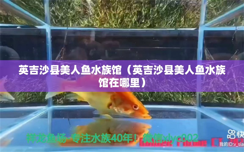 英吉沙縣美人魚水族館（英吉沙縣美人魚水族館在哪里）