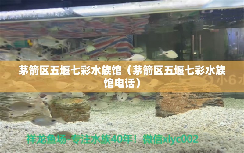 茅箭區(qū)五堰七彩水族館（茅箭區(qū)五堰七彩水族館電話）