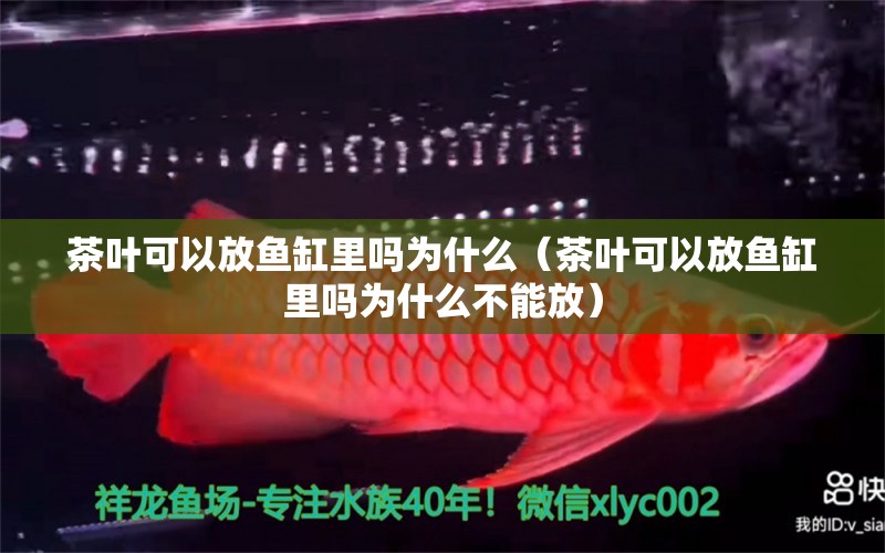 茶葉可以放魚(yú)缸里嗎為什么（茶葉可以放魚(yú)缸里嗎為什么不能放） 祥龍水族醫(yī)院