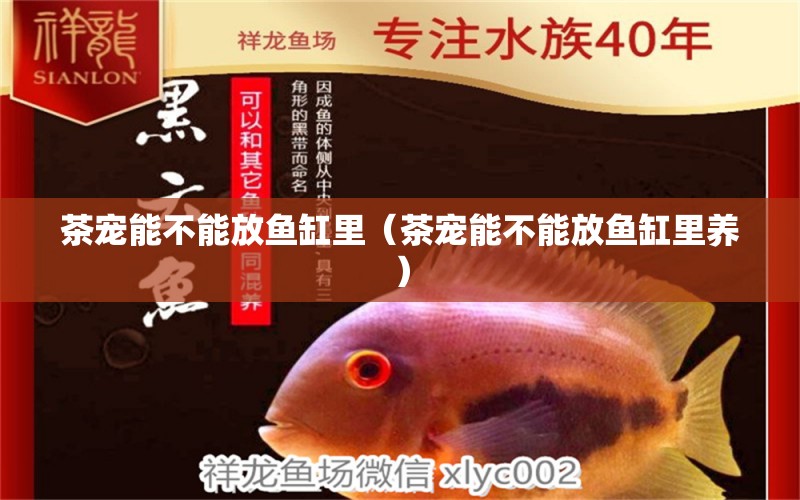 茶寵能不能放魚缸里（茶寵能不能放魚缸里養(yǎng)） 祥龍水族醫(yī)院