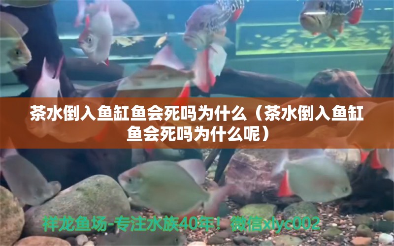 茶水倒入魚缸魚會(huì)死嗎為什么（茶水倒入魚缸魚會(huì)死嗎為什么呢）