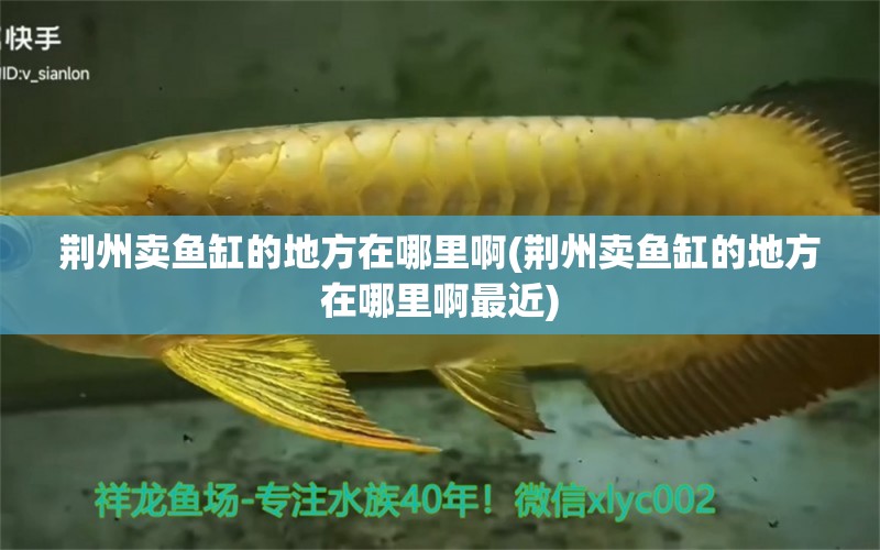 荊州賣魚缸的地方在哪里啊(荊州賣魚缸的地方在哪里啊最近) 養(yǎng)魚知識