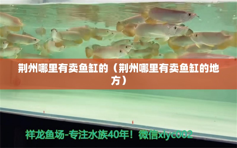 荊州哪里有賣魚缸的（荊州哪里有賣魚缸的地方）