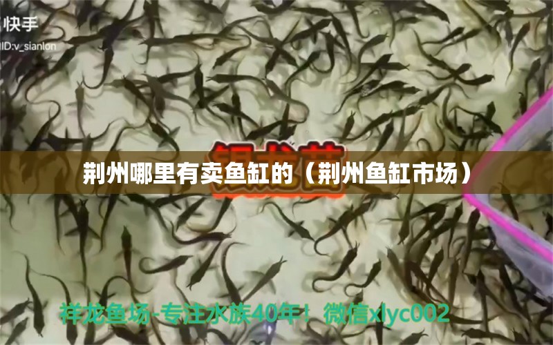 荊州哪里有賣魚缸的（荊州魚缸市場） 觀賞魚批發(fā)