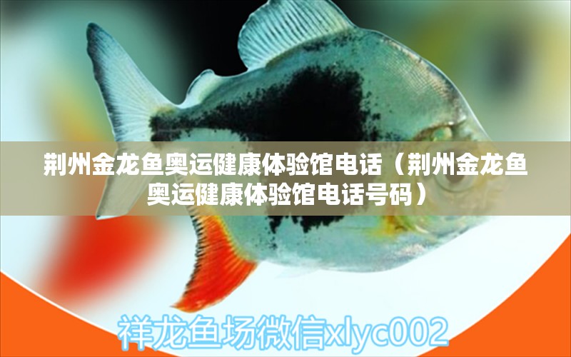 荊州金龍魚奧運健康體驗館電話（荊州金龍魚奧運健康體驗館電話號碼） 觀賞魚市場（混養(yǎng)魚）