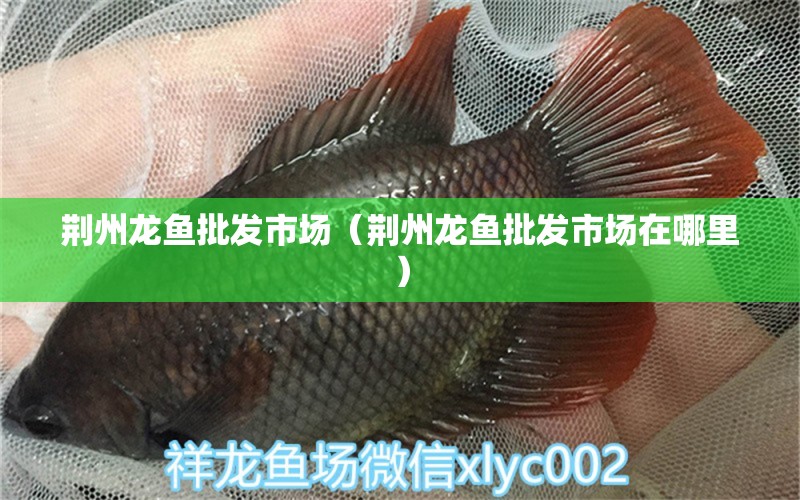 荊州龍魚批發(fā)市場（荊州龍魚批發(fā)市場在哪里）