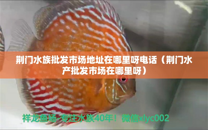 荊門水族批發(fā)市場(chǎng)地址在哪里呀電話（荊門水產(chǎn)批發(fā)市場(chǎng)在哪里呀） 玫瑰銀版魚