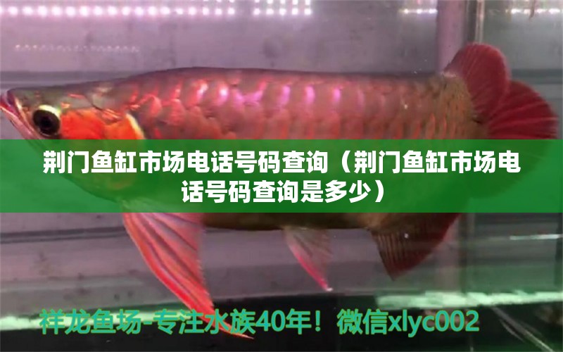 荊門魚(yú)缸市場(chǎng)電話號(hào)碼查詢（荊門魚(yú)缸市場(chǎng)電話號(hào)碼查詢是多少）