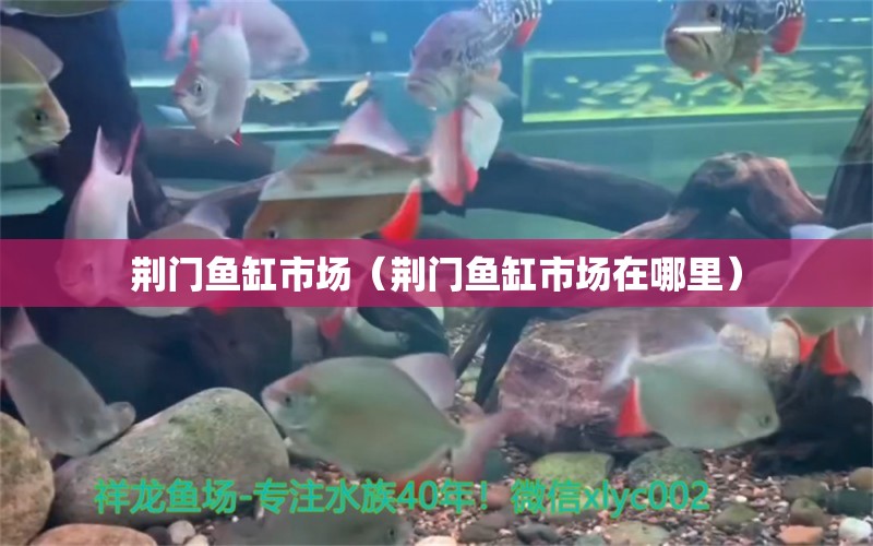 荊門魚(yú)缸市場(chǎng)（荊門魚(yú)缸市場(chǎng)在哪里） 其他品牌魚(yú)缸