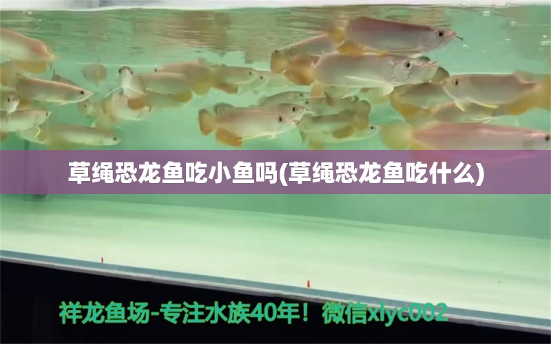 草繩恐龍魚吃小魚嗎(草繩恐龍魚吃什么) 水族維護(hù)服務(wù)（上門） 第1張