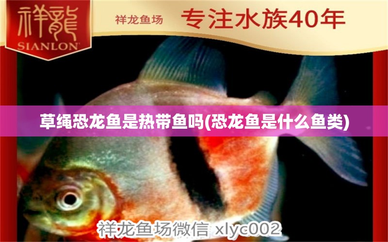 草繩恐龍魚是熱帶魚嗎(恐龍魚是什么魚類) 銀古魚苗