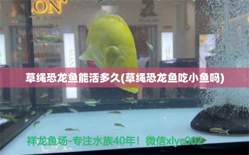 草繩恐龍魚能活多久(草繩恐龍魚吃小魚嗎) 斯維尼關(guān)刀魚