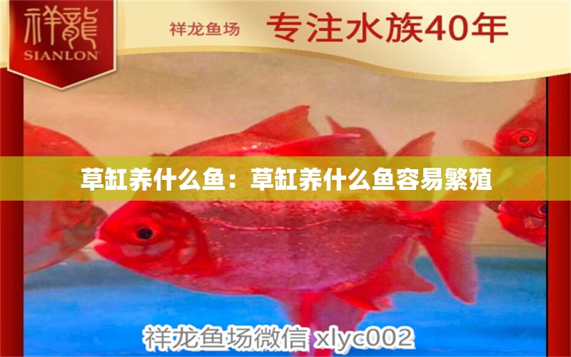 草缸養(yǎng)什么魚：草缸養(yǎng)什么魚容易繁殖