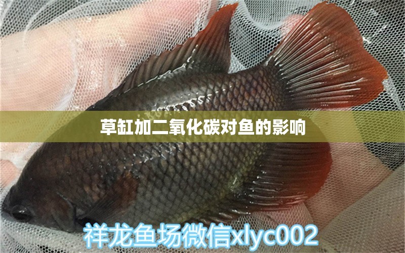 草缸加二氧化碳對(duì)魚(yú)的影響 二氧化碳設(shè)備