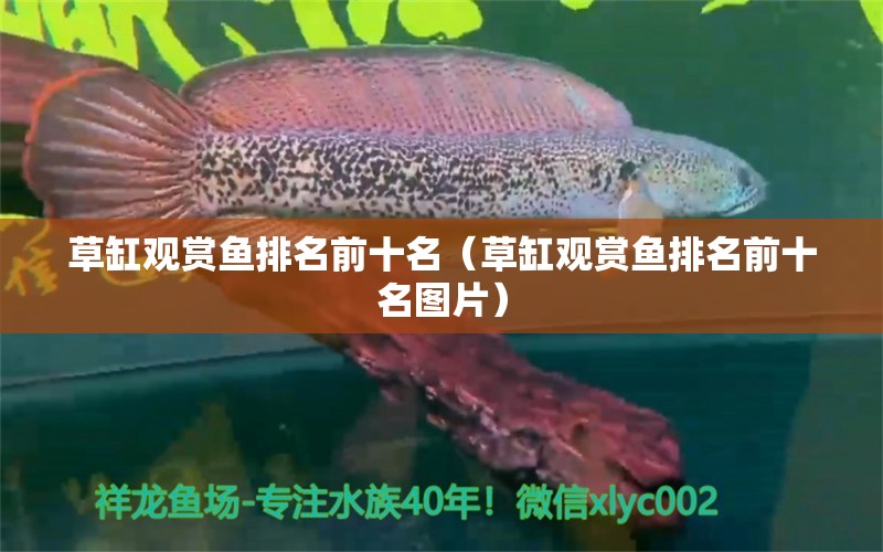 草缸觀賞魚排名前十名（草缸觀賞魚排名前十名圖片）