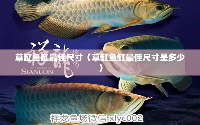 草缸魚缸最佳尺寸（草缸魚缸最佳尺寸是多少）