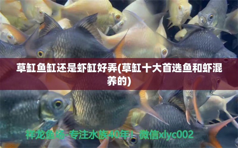 草缸魚缸還是蝦缸好弄(草缸十大首選魚和蝦混養(yǎng)的) 觀賞蝦蟹等飼料