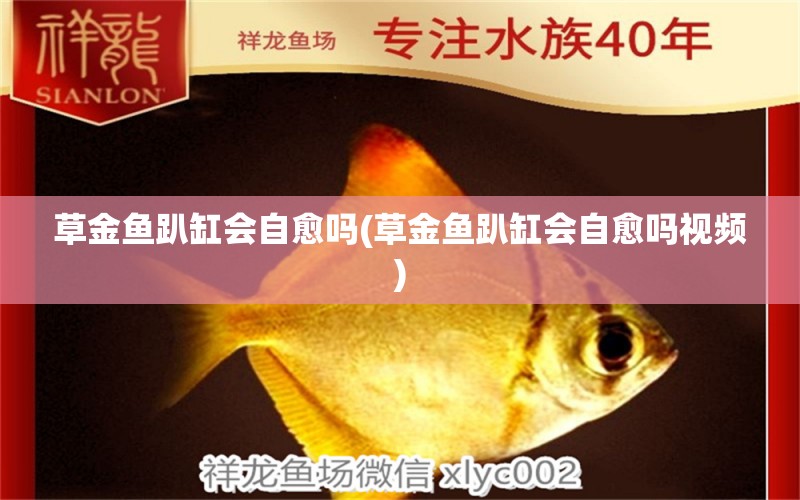 草金魚趴缸會自愈嗎(草金魚趴缸會自愈嗎視頻) 狗頭魚