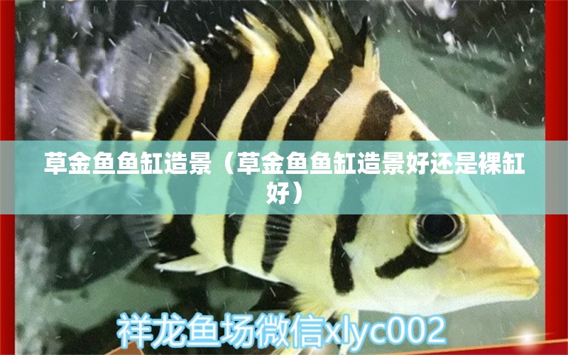 草金魚魚缸造景（草金魚魚缸造景好還是裸缸好） 翡翠鳳凰魚