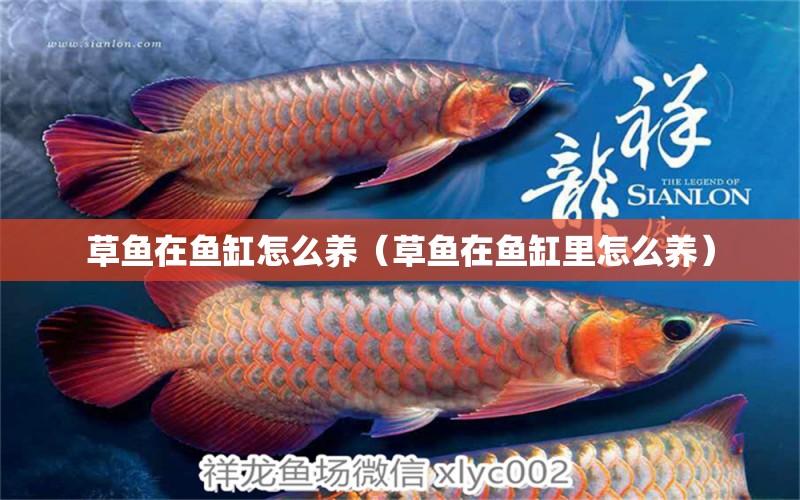 草魚在魚缸怎么養(yǎng)（草魚在魚缸里怎么養(yǎng)） 帝王血鉆魚