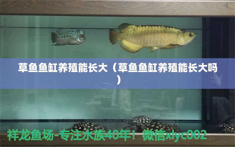 草魚魚缸養(yǎng)殖能長大（草魚魚缸養(yǎng)殖能長大嗎）