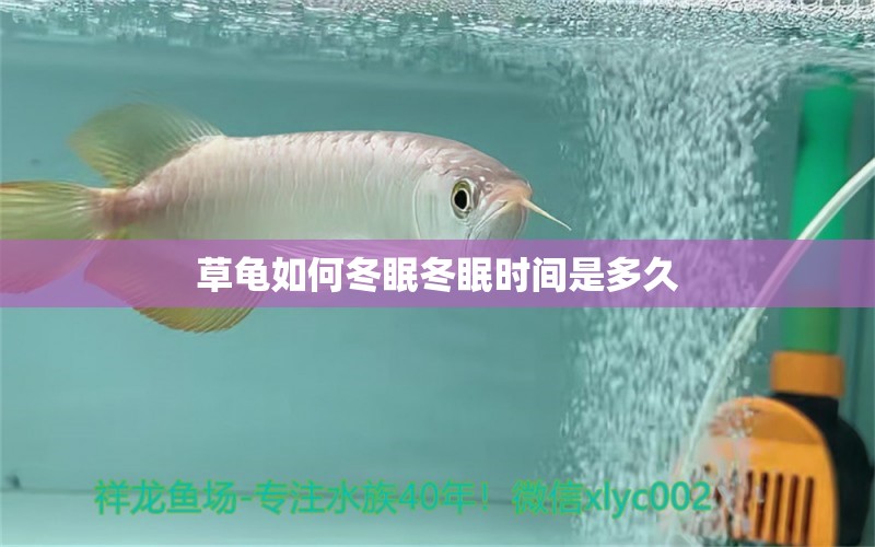 草龜如何冬眠冬眠時(shí)間是多久 泰國(guó)虎魚(yú)（泰虎） 第2張