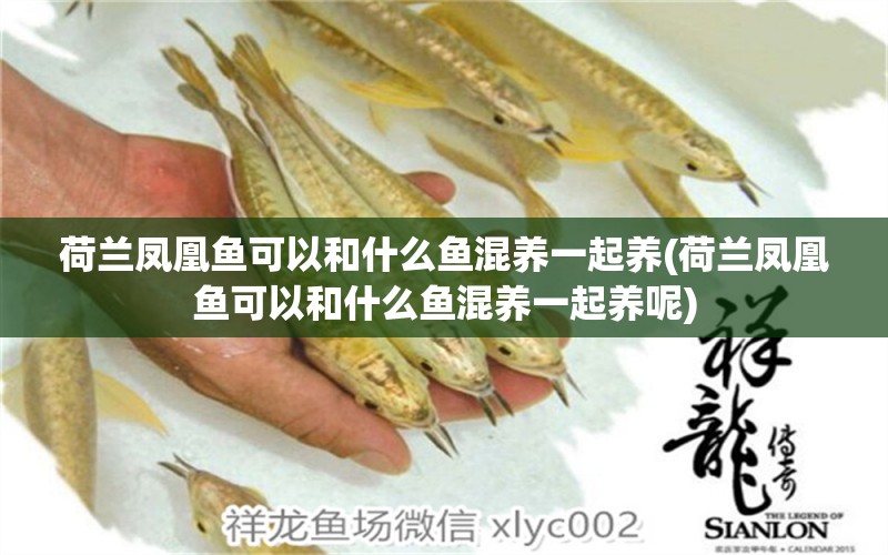 荷蘭鳳凰魚可以和什么魚混養(yǎng)一起養(yǎng)(荷蘭鳳凰魚可以和什么魚混養(yǎng)一起養(yǎng)呢) 過背金龍魚