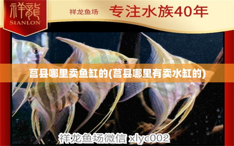 莒縣哪里賣魚缸的(莒縣哪里有賣水缸的) 黑桃A魚苗