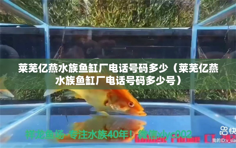 萊蕪億燕水族魚缸廠電話號碼多少（萊蕪億燕水族魚缸廠電話號碼多少號）