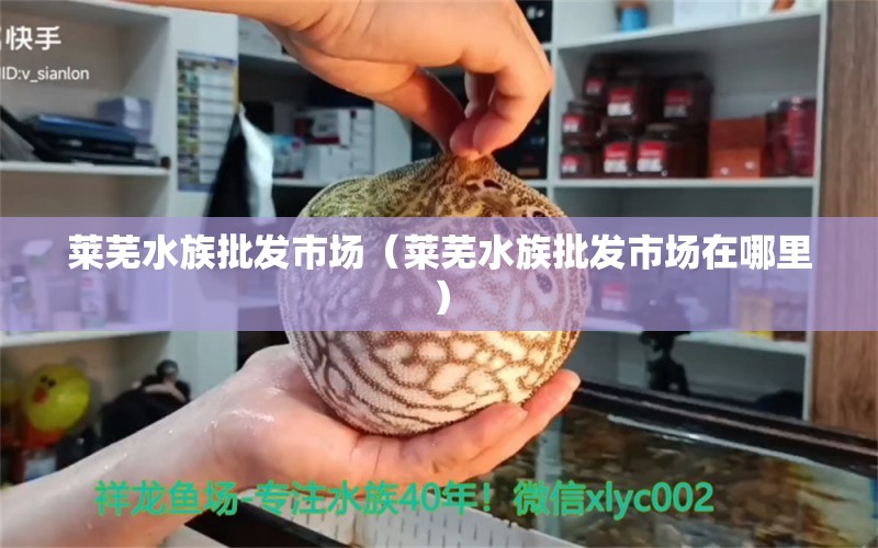 萊蕪水族批發(fā)市場（萊蕪水族批發(fā)市場在哪里） 觀賞魚水族批發(fā)市場